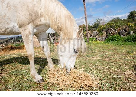 A beautiful white horse feeds on some hay.