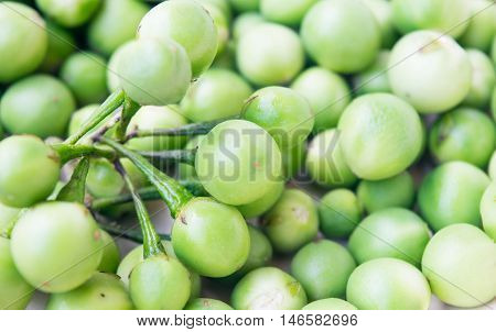 closeup eggplant Turkey berry Solanum torvum background