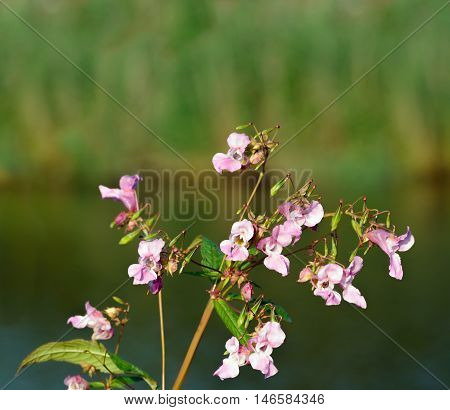 Closeup of a pink flowering Himalayan Balsam or Impatiens glandulifera plant at the banks of a small river in summertime.