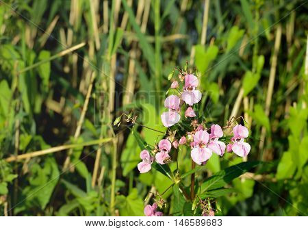 Closeup of a pink budding and flowering Himalayan Balsam or Impatiens glandulifera plant at the banks of a small river in summertime. In the background reed plants are visible.