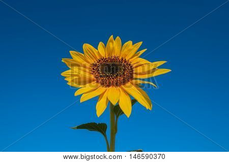 blooming sunflower on blue sky background sunny day
