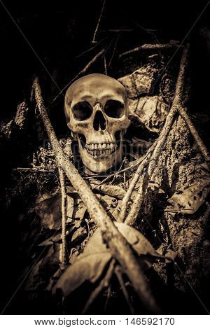 Human skull on ruins place,Horror Background For Halloween Concept And Movie Poster Project