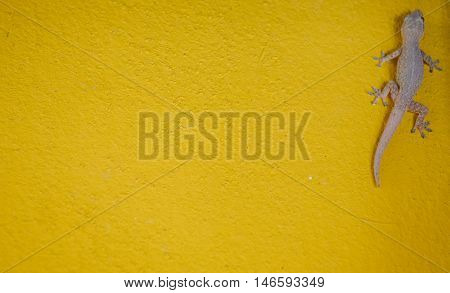 House small lizard - gecko on yellow background for texture