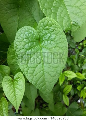 fresh green antigonon leptopus leaves in nature garden