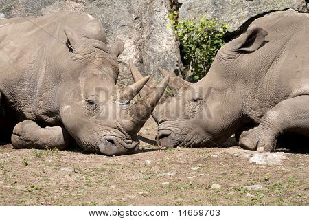 Rhino