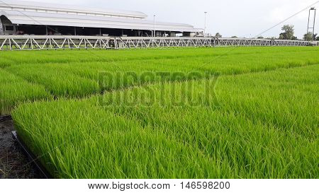 The agricultural field nursery crops of Thailand