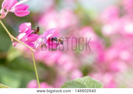Coral Vine Or Antigonon Leptopus Hook Flower With Bee