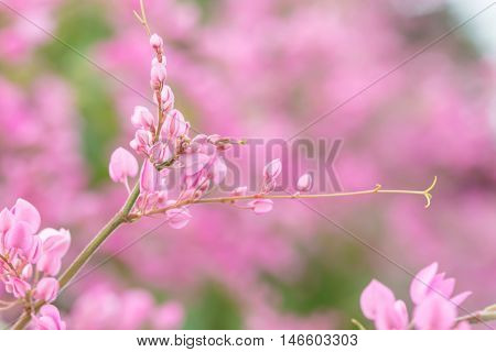 Coral Vine Or Antigonon Leptopus Hook Flower