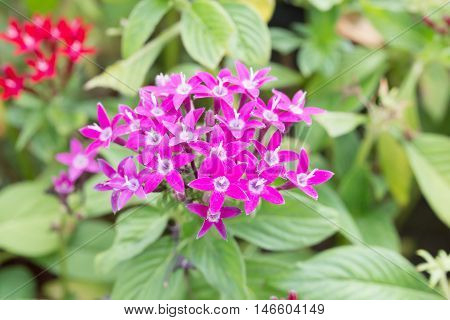 Egyptian Starcluster Or Star Flower