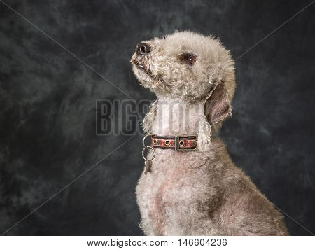 Bedlington Terrier