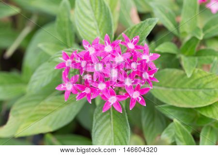 Egyptian Starcluster Or Star Flower