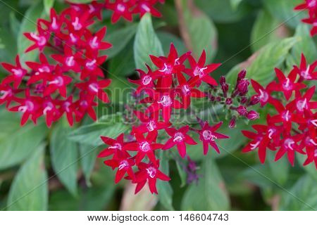 Red Egyptian Starcluster Or Star Flower