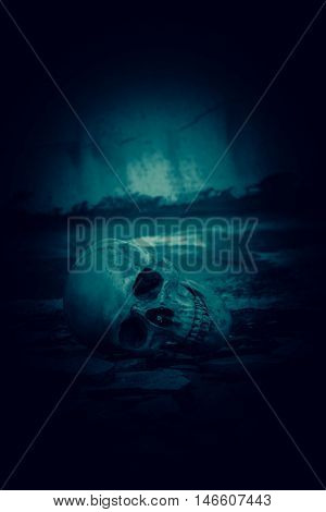Human skull on ruins place,Horror Background For Halloween Concept And Movie Poster Project