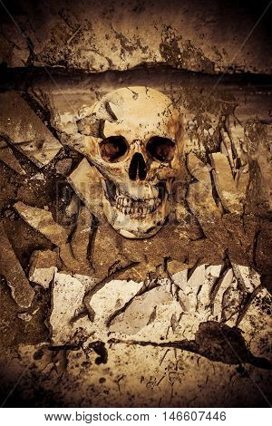 Human skull on ruins place,Horror Background For Halloween Concept And Movie Poster Project