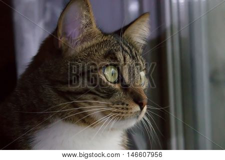 Cat portrait close up only head crop cat in light brown and cream looking with pleading stare at the viewer with space for advertising and text cat head. Beautiful cat.