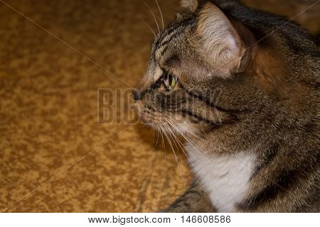 Cat portrait close up only head crop cat in light brown and cream looking with pleading stare at the viewer with space for advertising and text cat head. Beautiful cat.