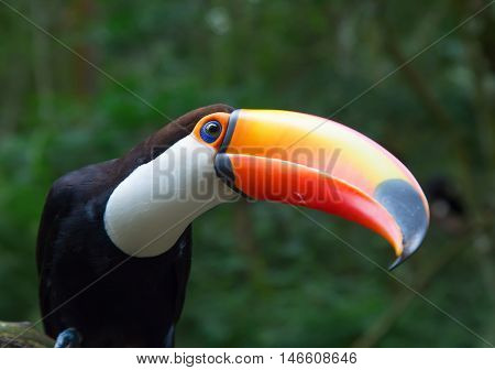 Colorful tucan in the wild