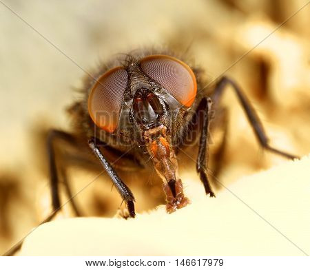 Ugly face of a common housefly close-up macro