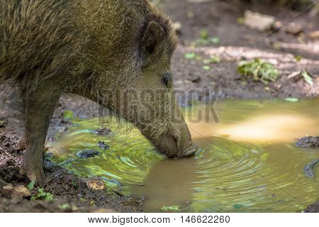 Dinking Wild Boar