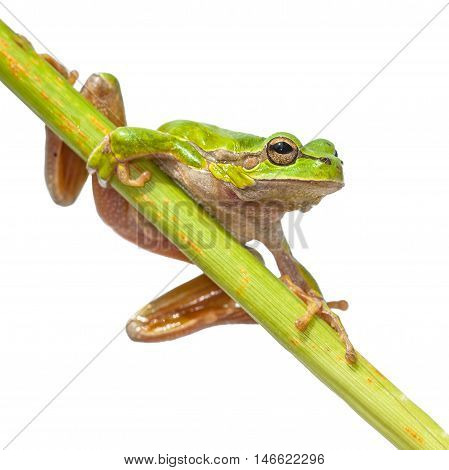 European Tree Frog Diagonal Green Stick