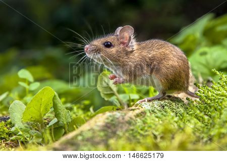 Wood Mouse On Root Of Tree
