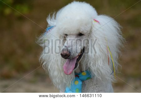 White poodle groomed and posing with a pink tongue