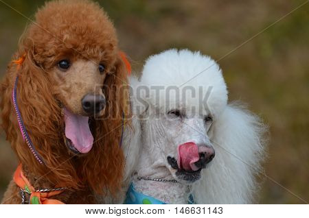 Cute pair of standard poodles with their tongues hanging out.