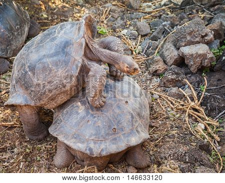 galapagos tortoise is the largest living species of tortoise.giant tortoises exist only on two remote archipelagos: west of Ecuador and Aldabra in the Indian Ocean