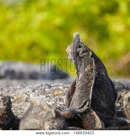 The small Marine iguana is climb on the back of his mother. On Galapagos Islands.