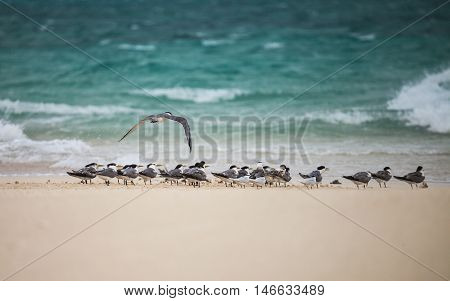 Gull standing on sand. As symbols of freedom. Bird in nature for background.