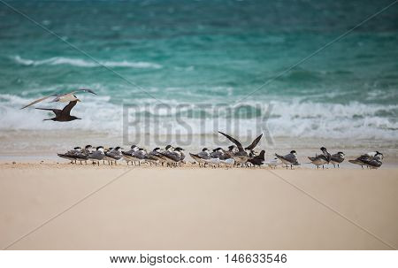 Gull standing on sand. As symbols of freedom. Bird in nature for background.