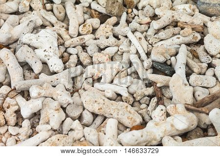 the detail of coral beach for background.