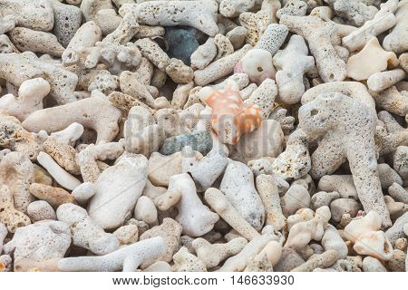 the detail of coral beach for background.