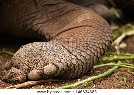 skin of galapagos turtle. in galapagos Islands. endangered animal.