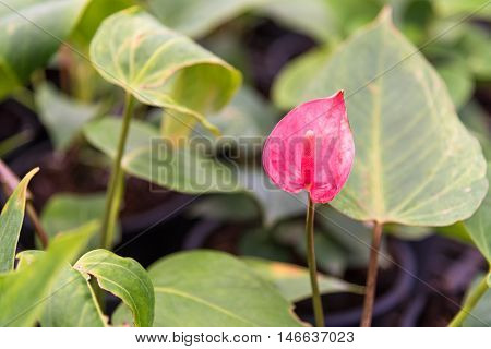 Red Flamingo lily flower (Boy Flower) in public garden.