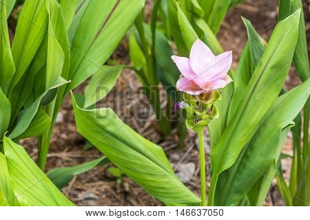 Fancy siam tulip flowers (Curcuma alismatifolia) in garden.