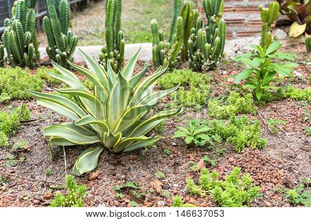 Small green desert plant in desert garden.