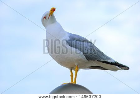 Seagull closeup on background of blue sky
