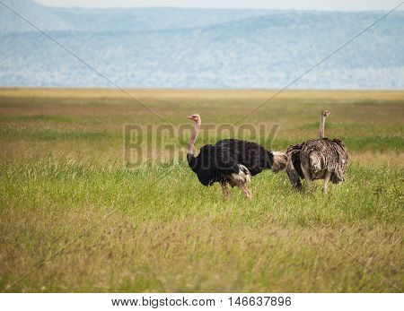 The ostrich or common ostrich (Struthio camelus) is either one or two species of large flightless birds native to Africa. ostrich family in wildlife.