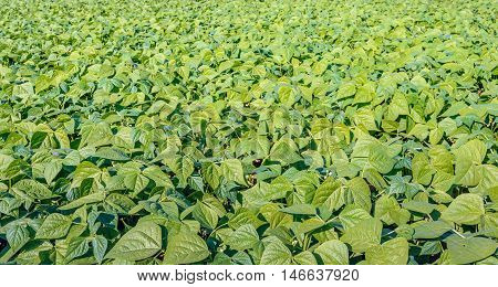 Organically grown young and fresh French bean plants in varied shades of green in an endless field on a sunny day in the summer season. The blossoming of the plants has started recently.