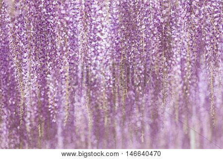 Beautiful wisteria bloomimg in end of spring season