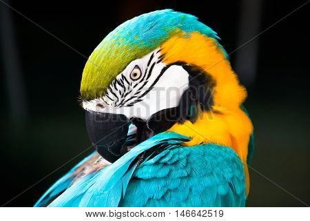 Head of Colorful parrot on a black background