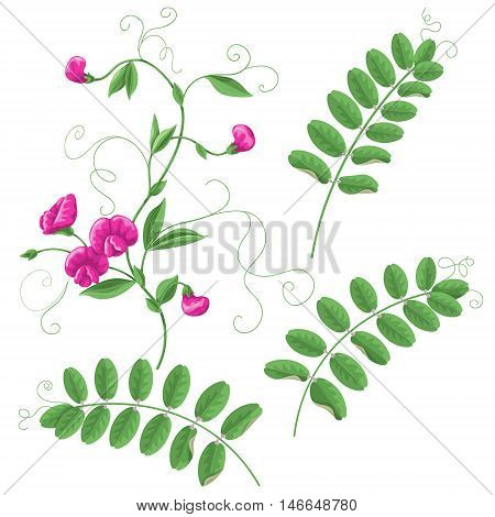 Garden Vetch flowers and leaves isolated on white background. Simplified floral elements set for decoration.