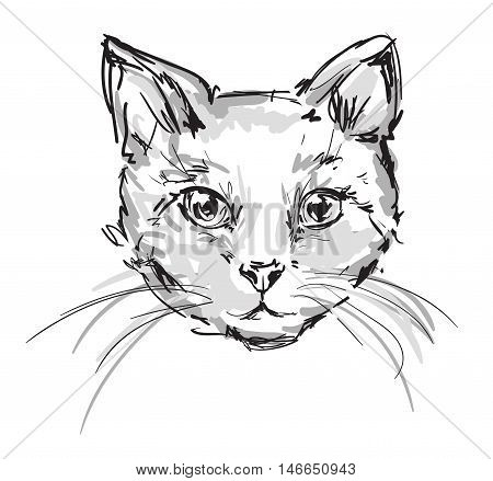 cute cat sketch vector illustration, vector pet, kitten, sketch illustration