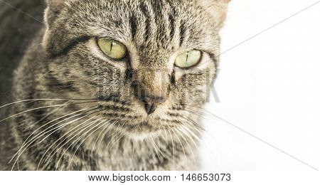 close up face formidable cat on white background.