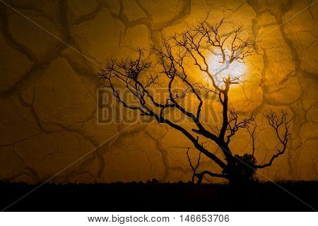 silhouette of tree dead dry during sunset and dry soil season and global warming concept