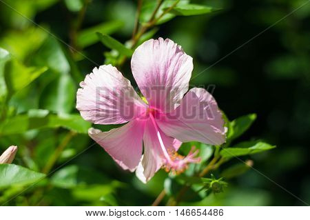 Pink flower and green leave from Bangkok Thailand