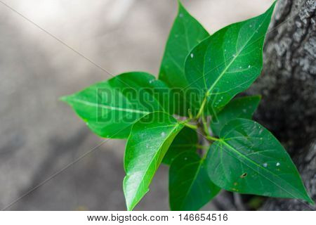 leave green on tree from Bangkok Thailand