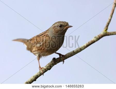 Close up of a Dunnock perched on a branch in autumn