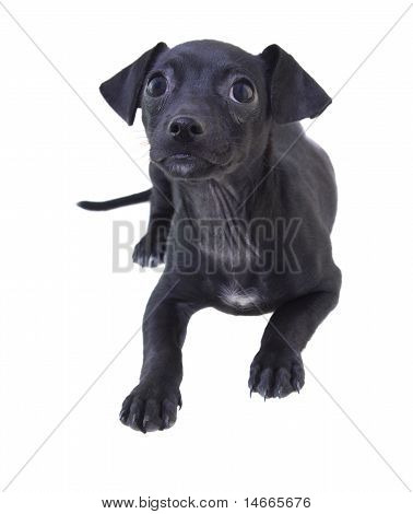 cucciolo bassotto nero